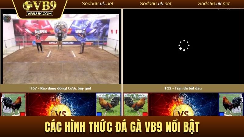 5 kiểu chọi gà được yêu thích